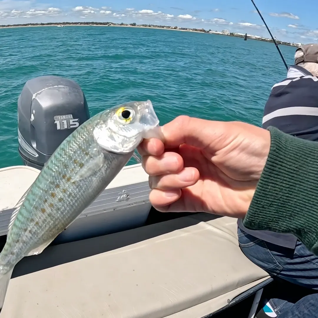 The most recent Atlantic herring catches on Fishbrain