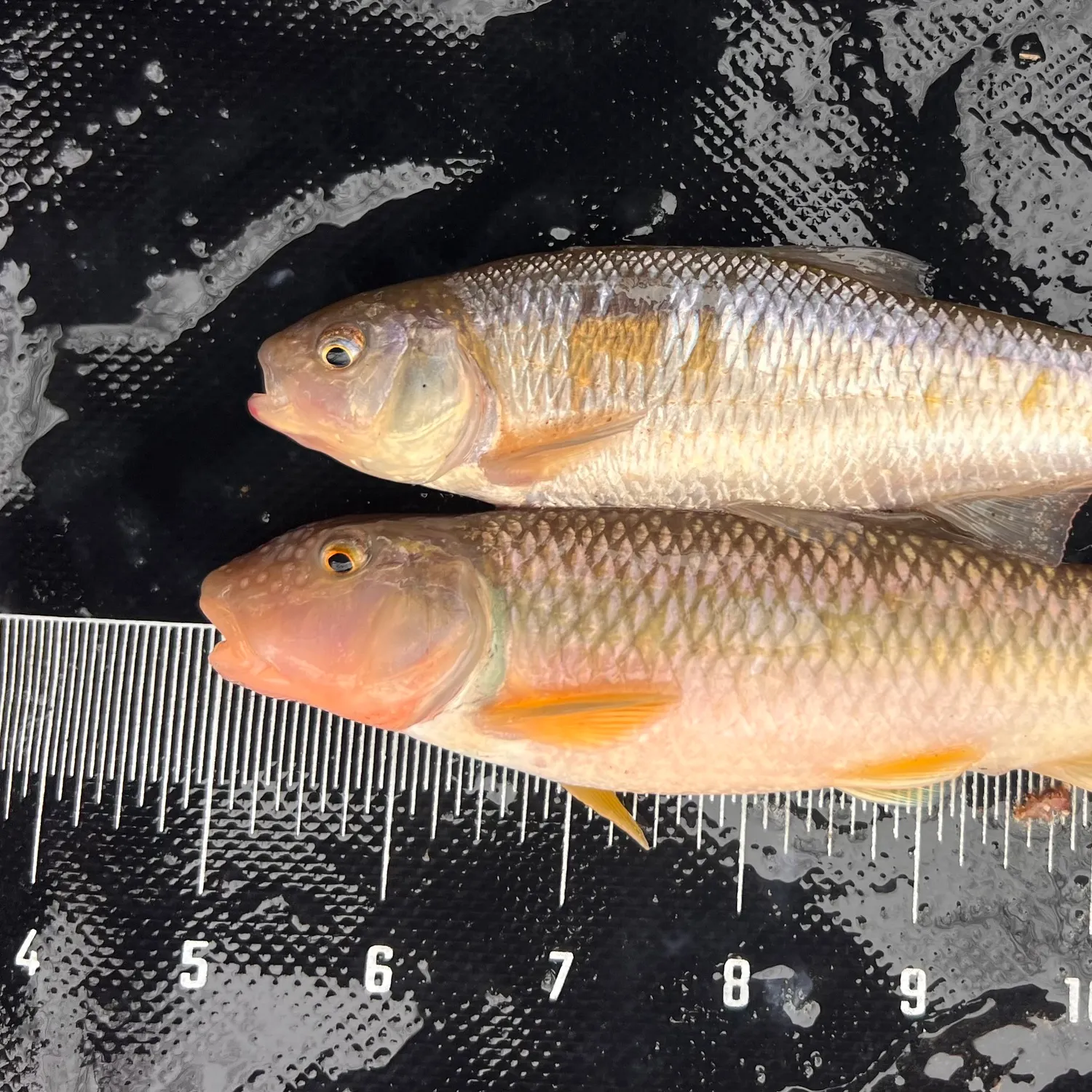 The most recent River chub catches on Fishbrain