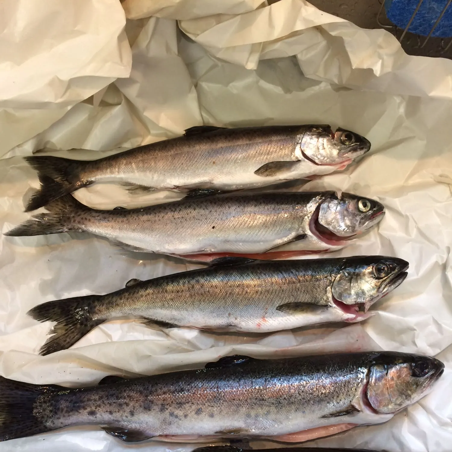 recently logged catches