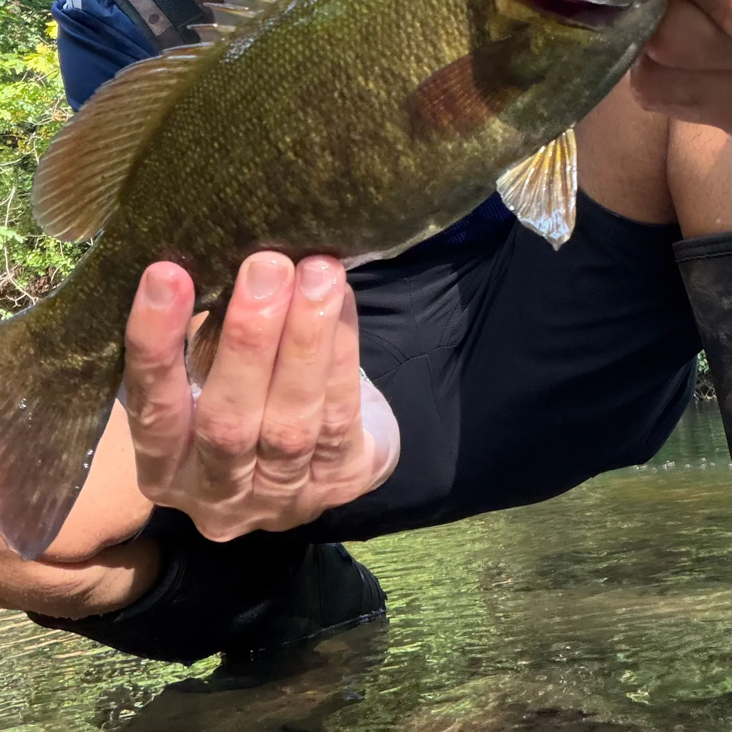 Smallmouth bass caught on Fishbrain