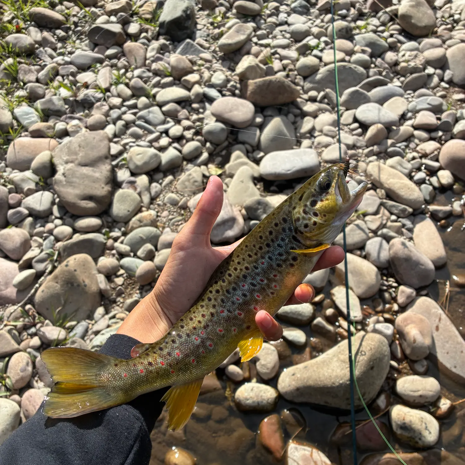 Brown trout caught on Fishbrain