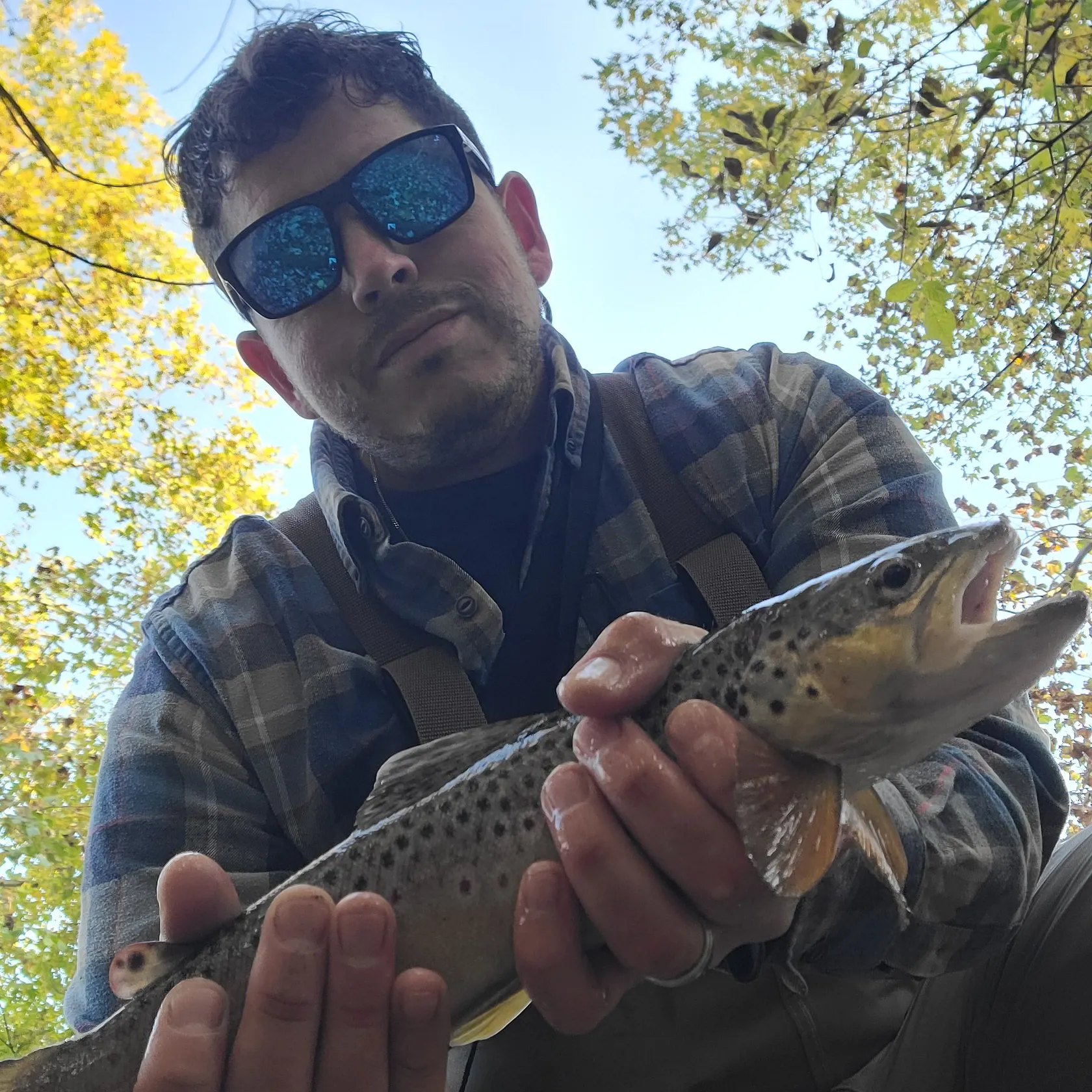 Brown trout caught on Fishbrain