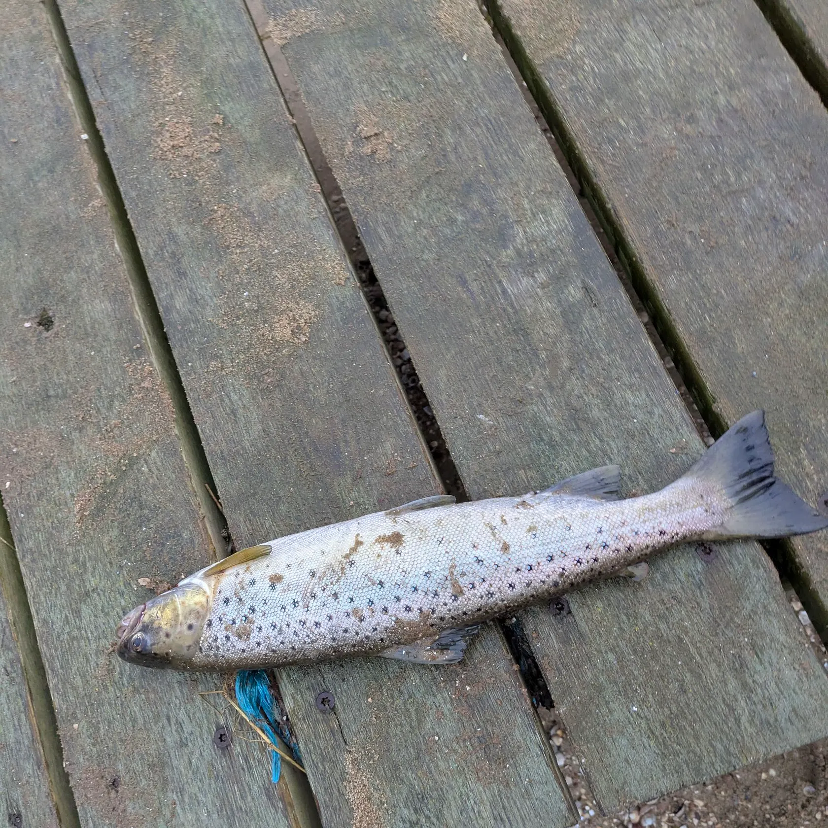 The most recent Sea trout catches on Fishbrain