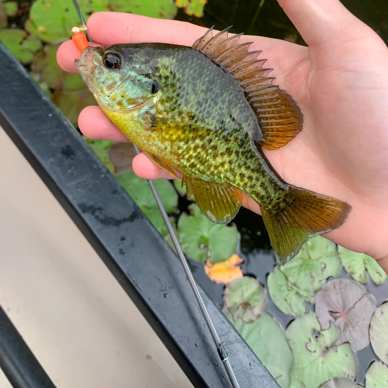 recently logged catches