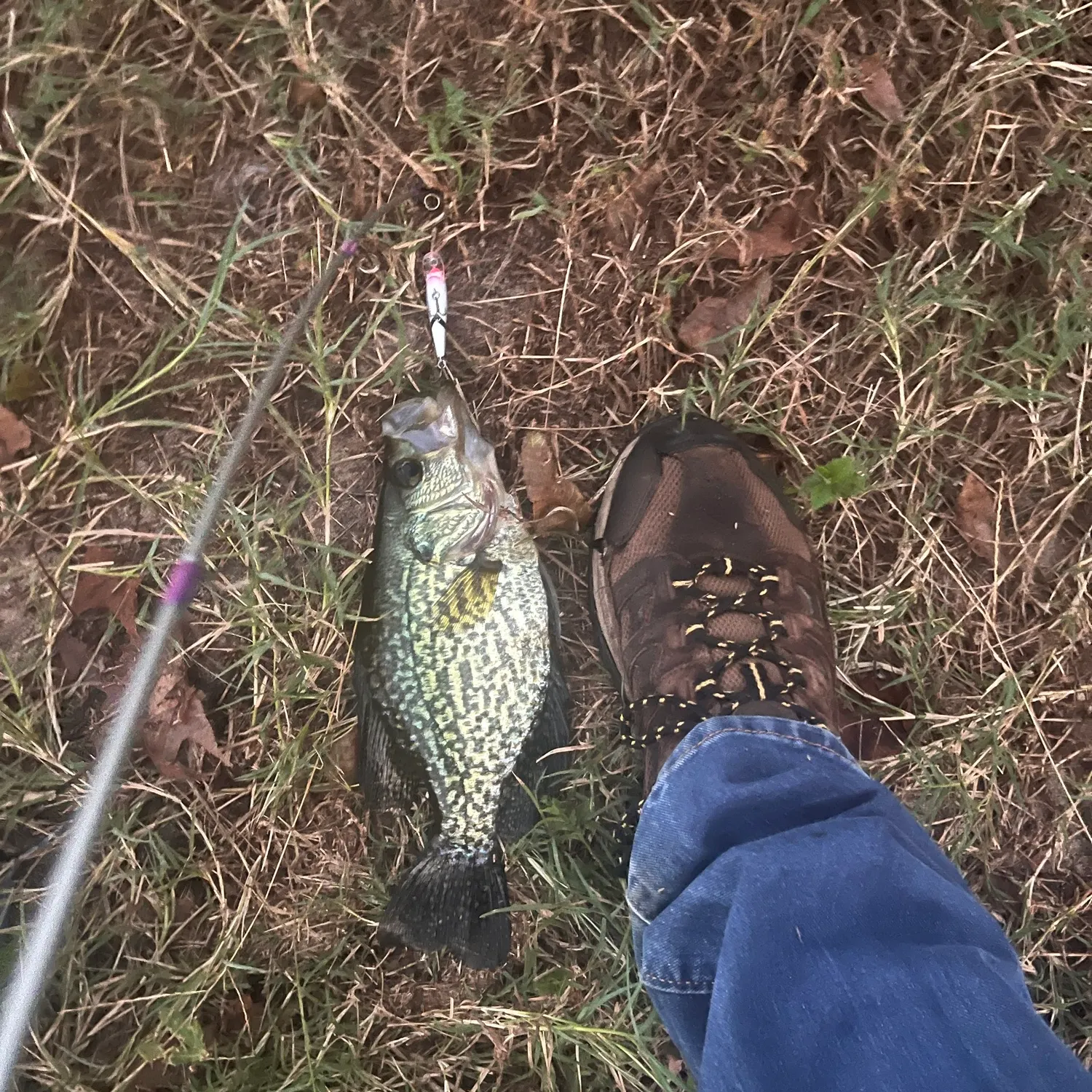 Black crappie caught on Fishbrain