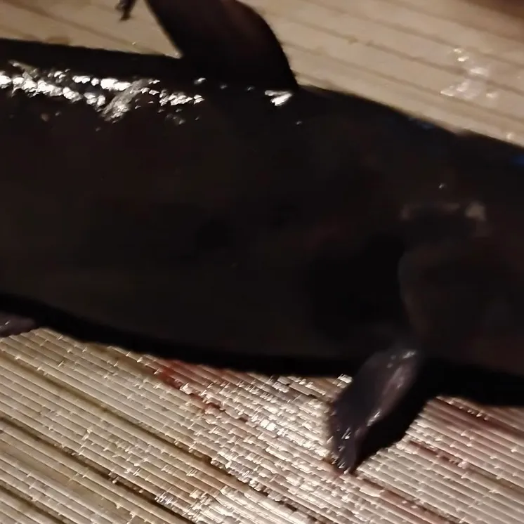 Channel catfish caught on Fishbrain