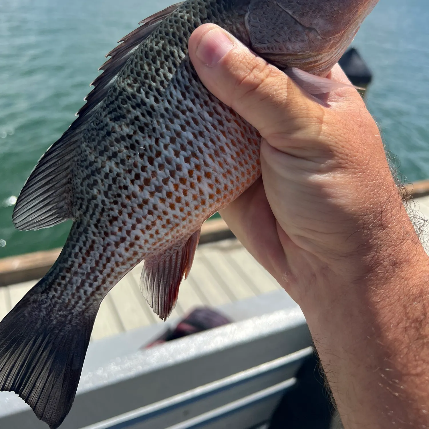 Mangrove snapper caught on Fishbrain