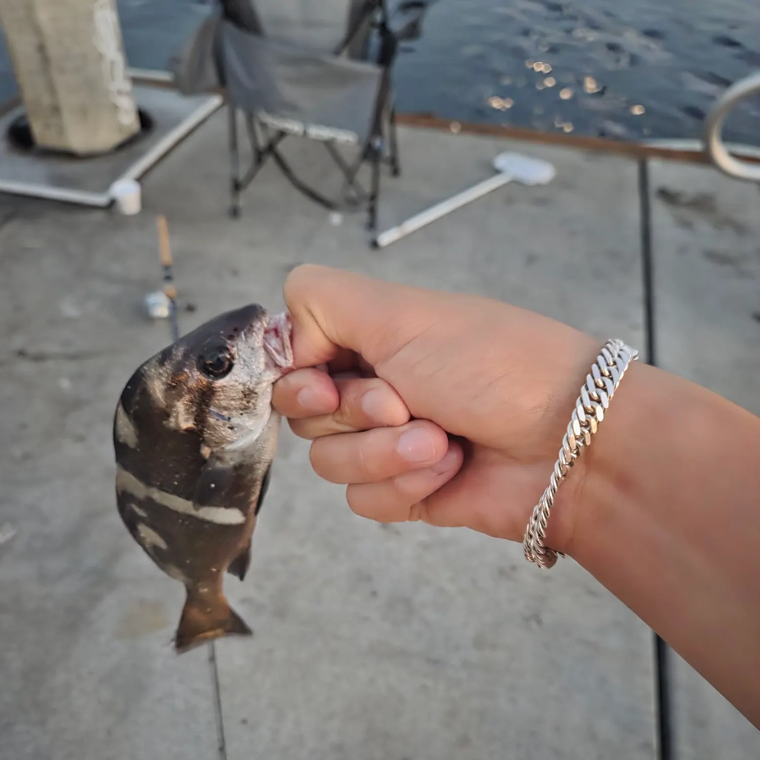 The most recent Black croaker catches on Fishbrain