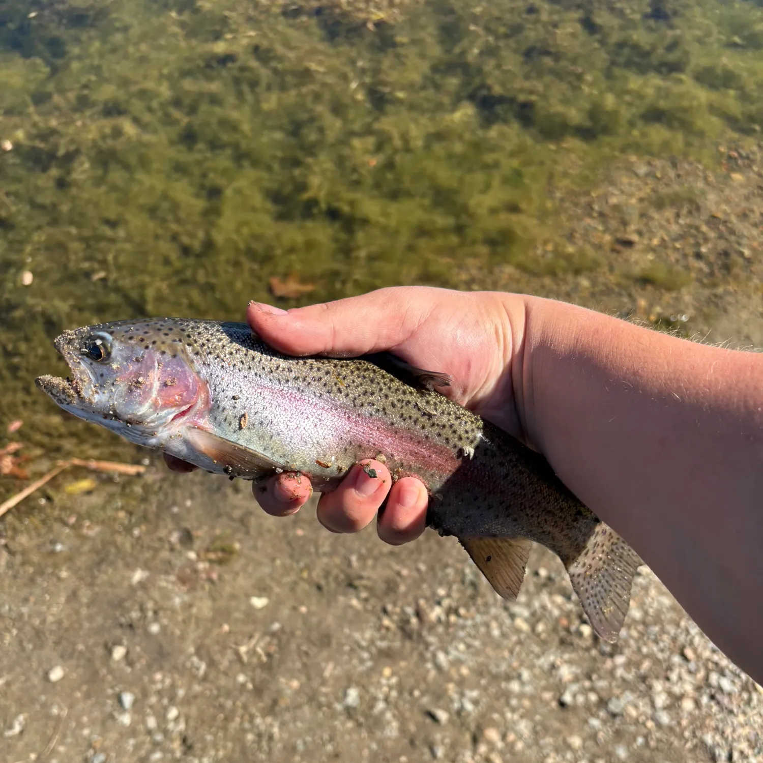 Rainbow trout caught on Fishbrain