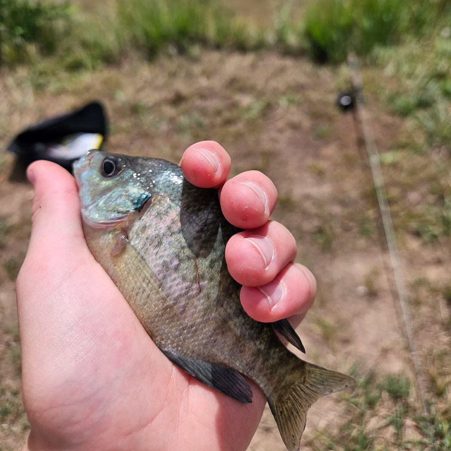 Bluegill caught on Fishbrain
