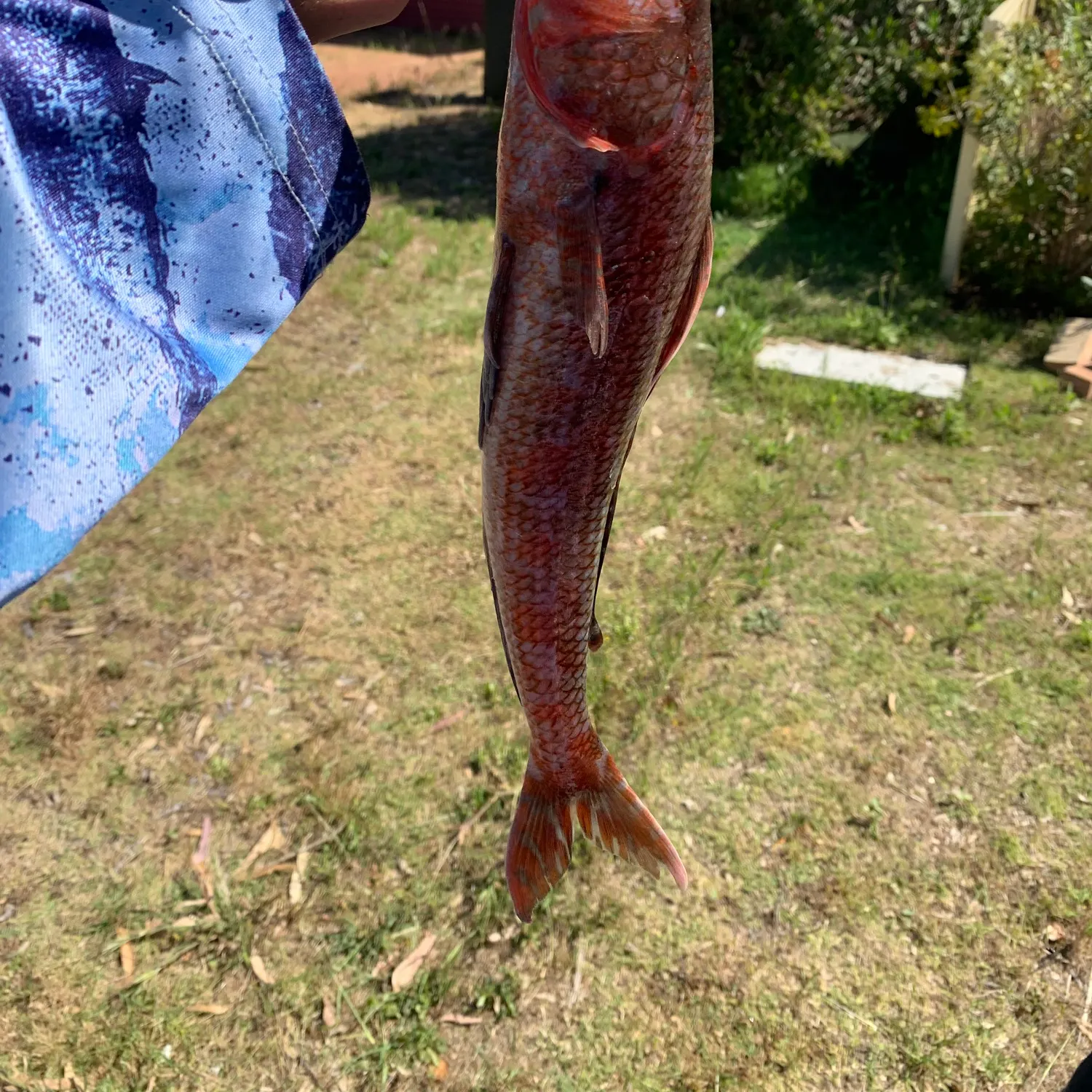 The most recent Sergeant Baker catches on Fishbrain