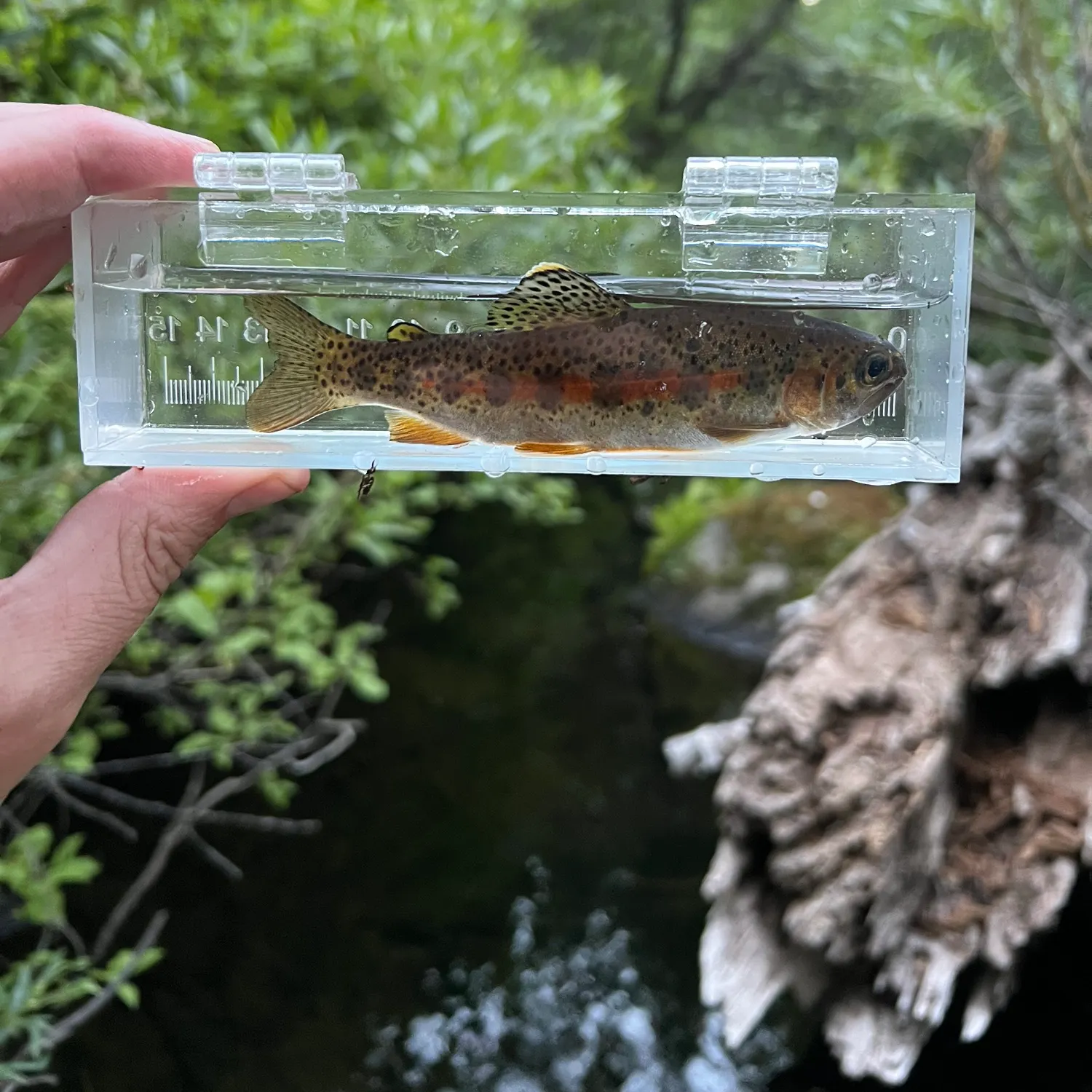The most recent Kern River Rainbow Trout catches on Fishbrain