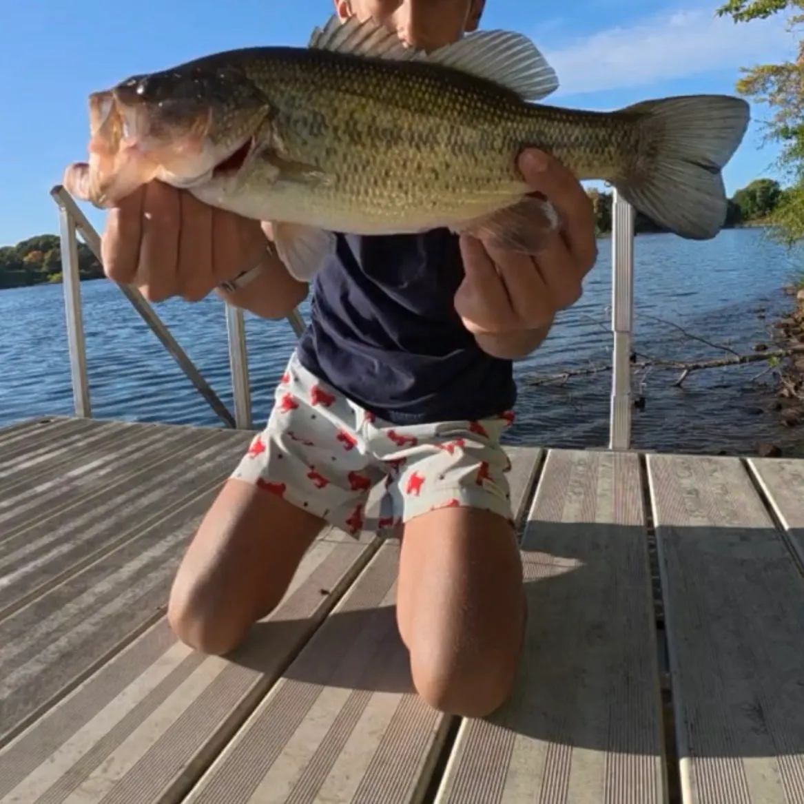 Largemouth bass caught on Fishbrain