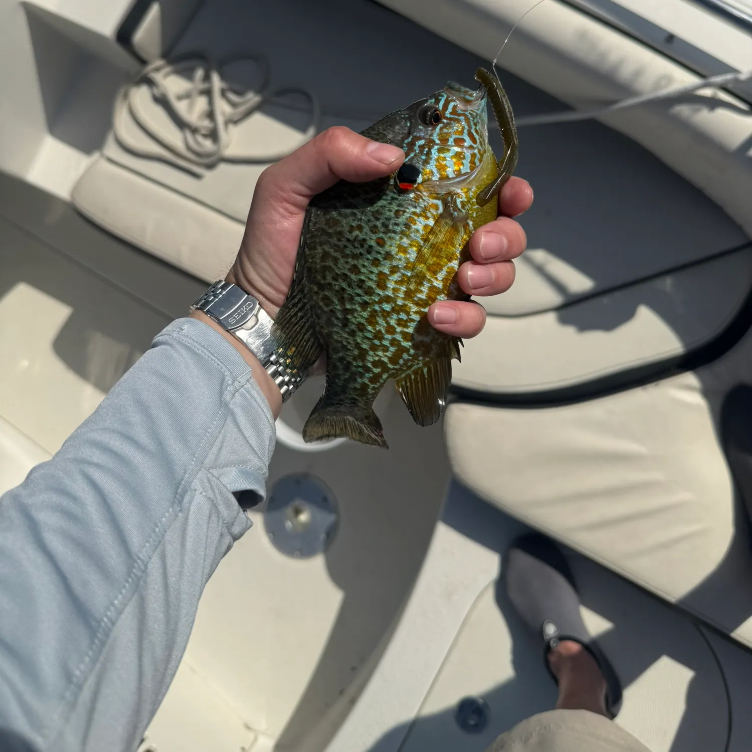 recently logged catches