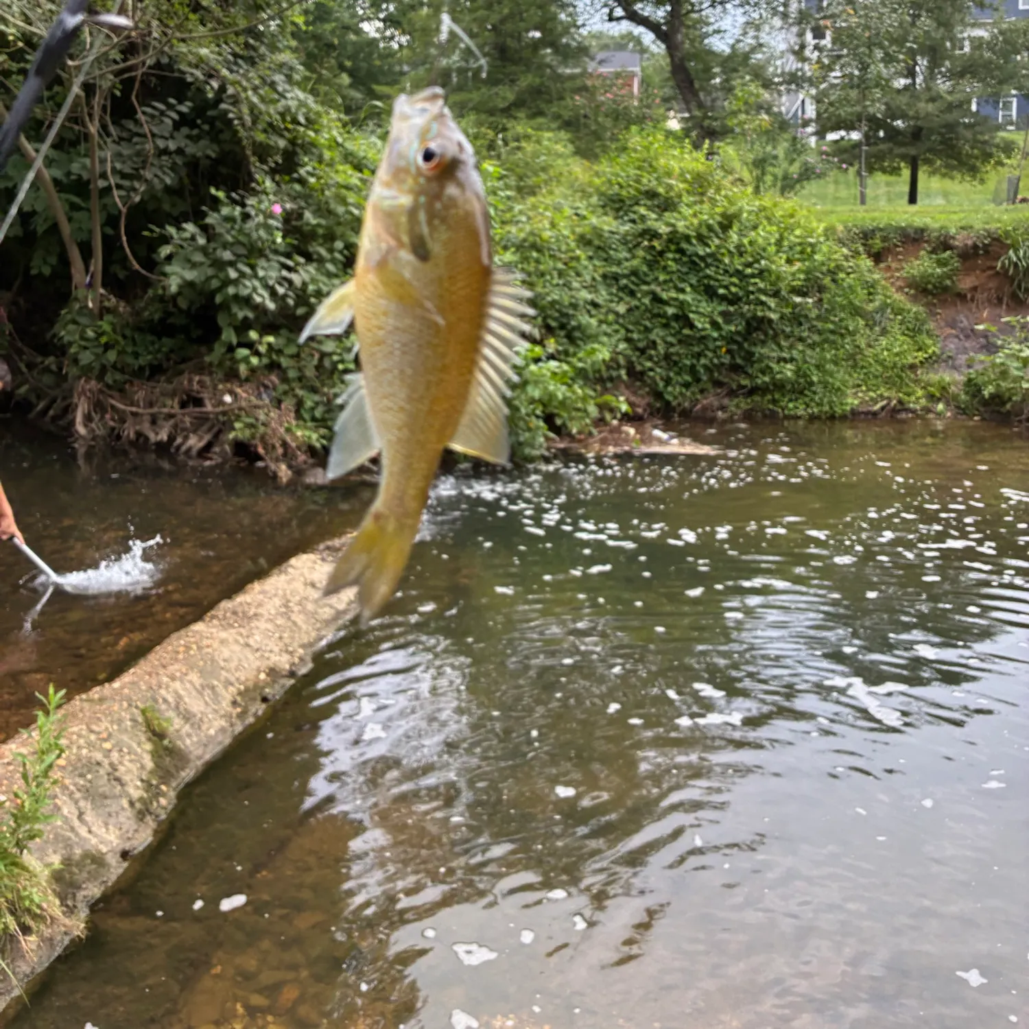 Redbreast sunfish caught on Fishbrain