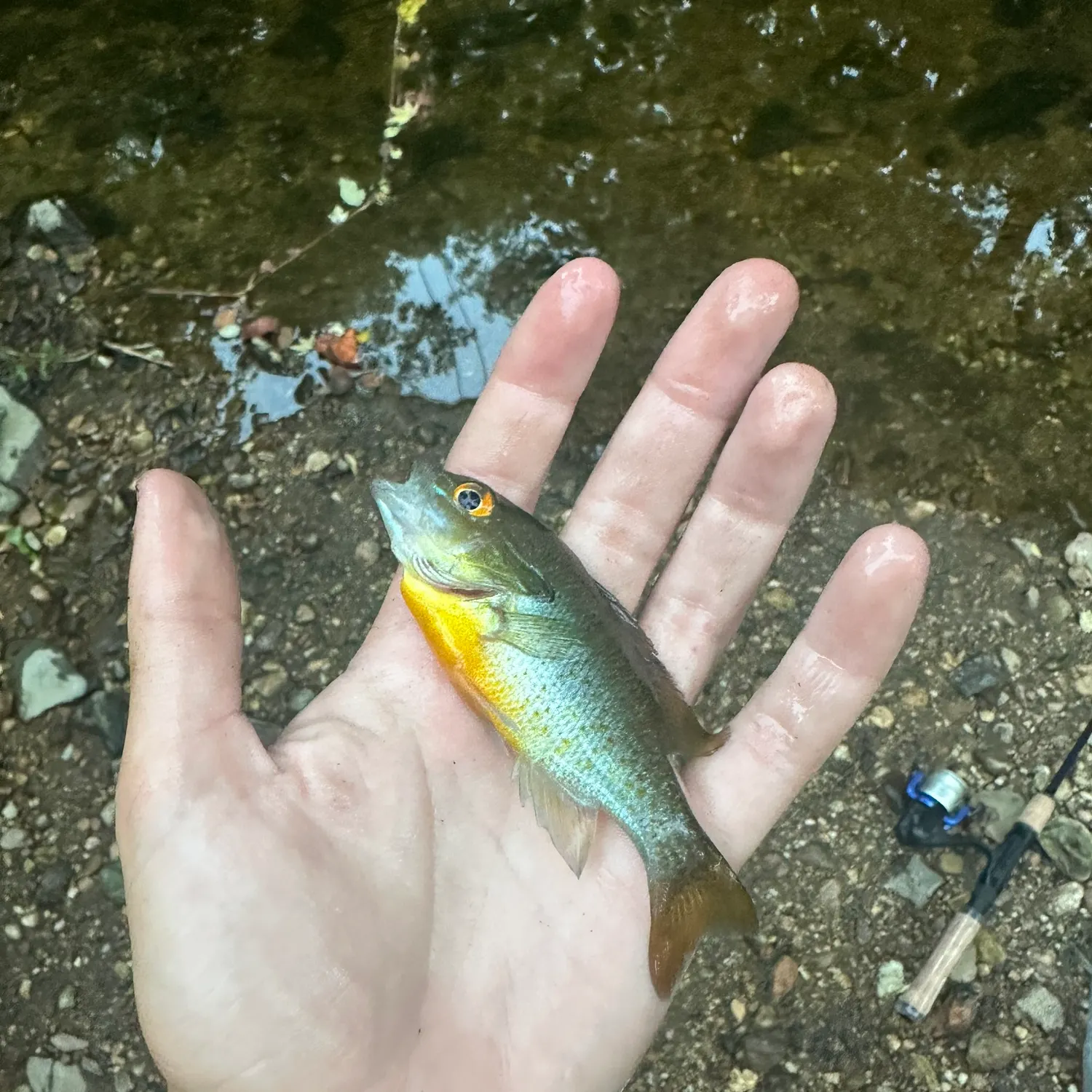Redbreast sunfish caught on Fishbrain