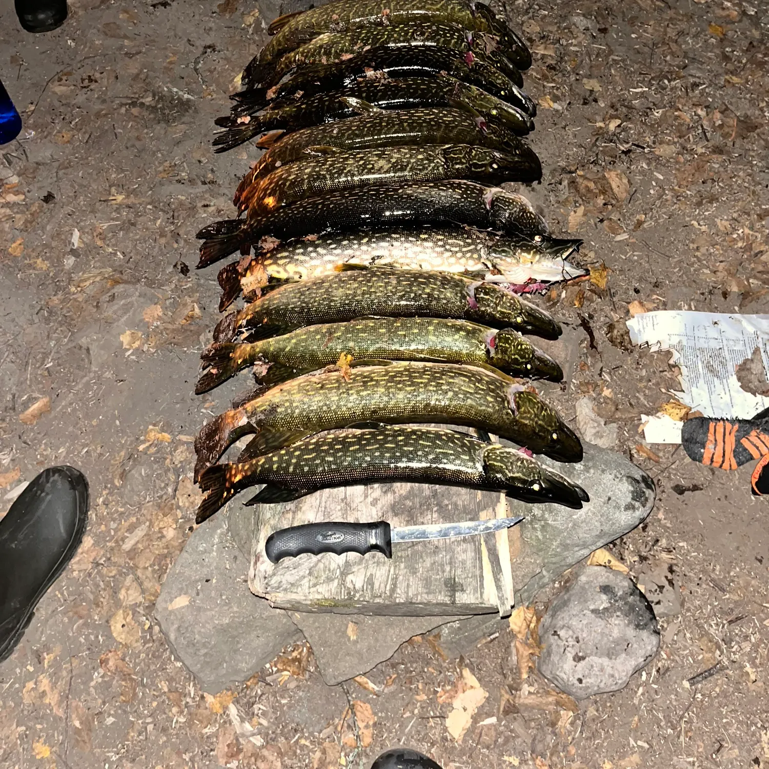 recently logged catches