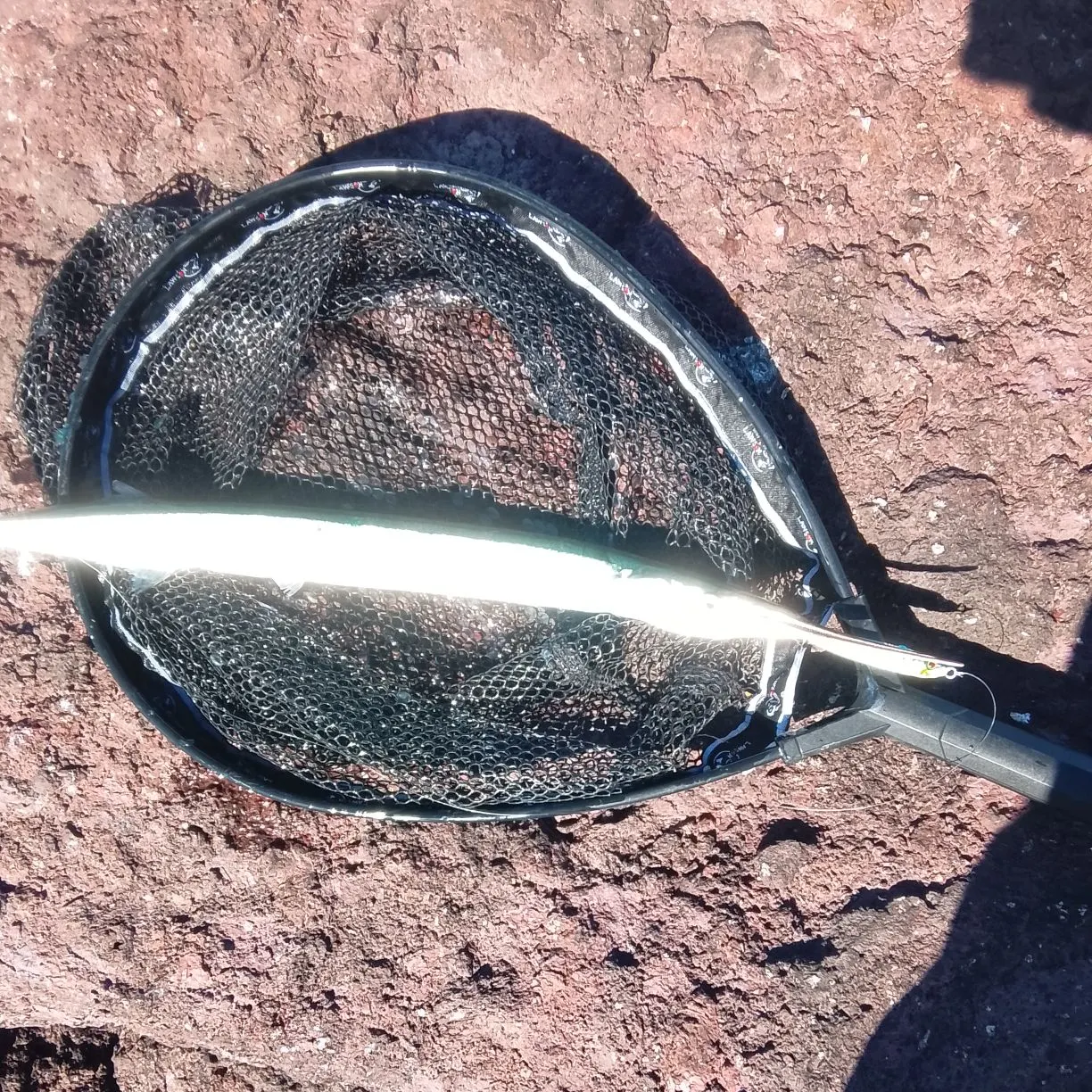 The most recent European garfish catches on Fishbrain