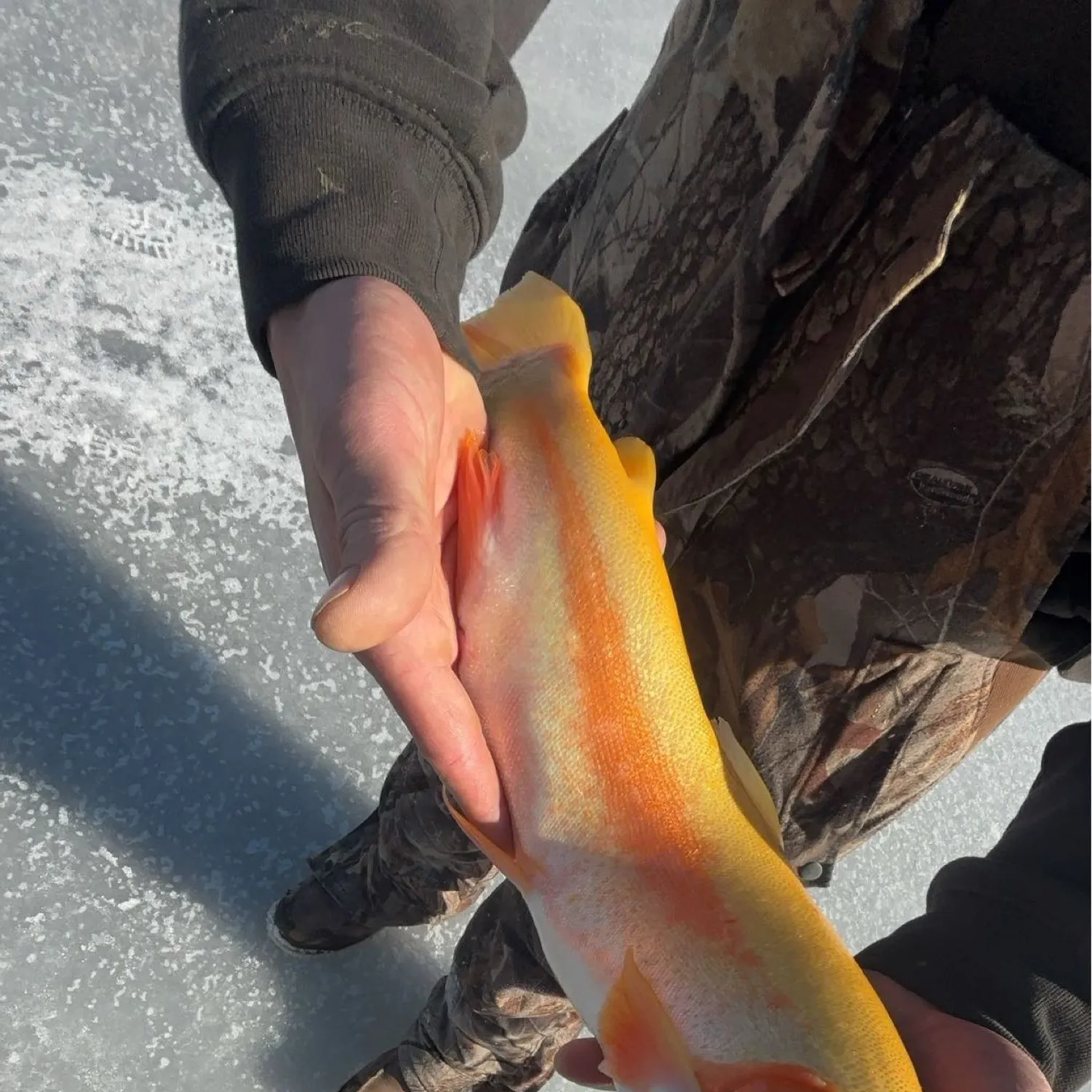 The most popular recent Golden trout catch on Fishbrain