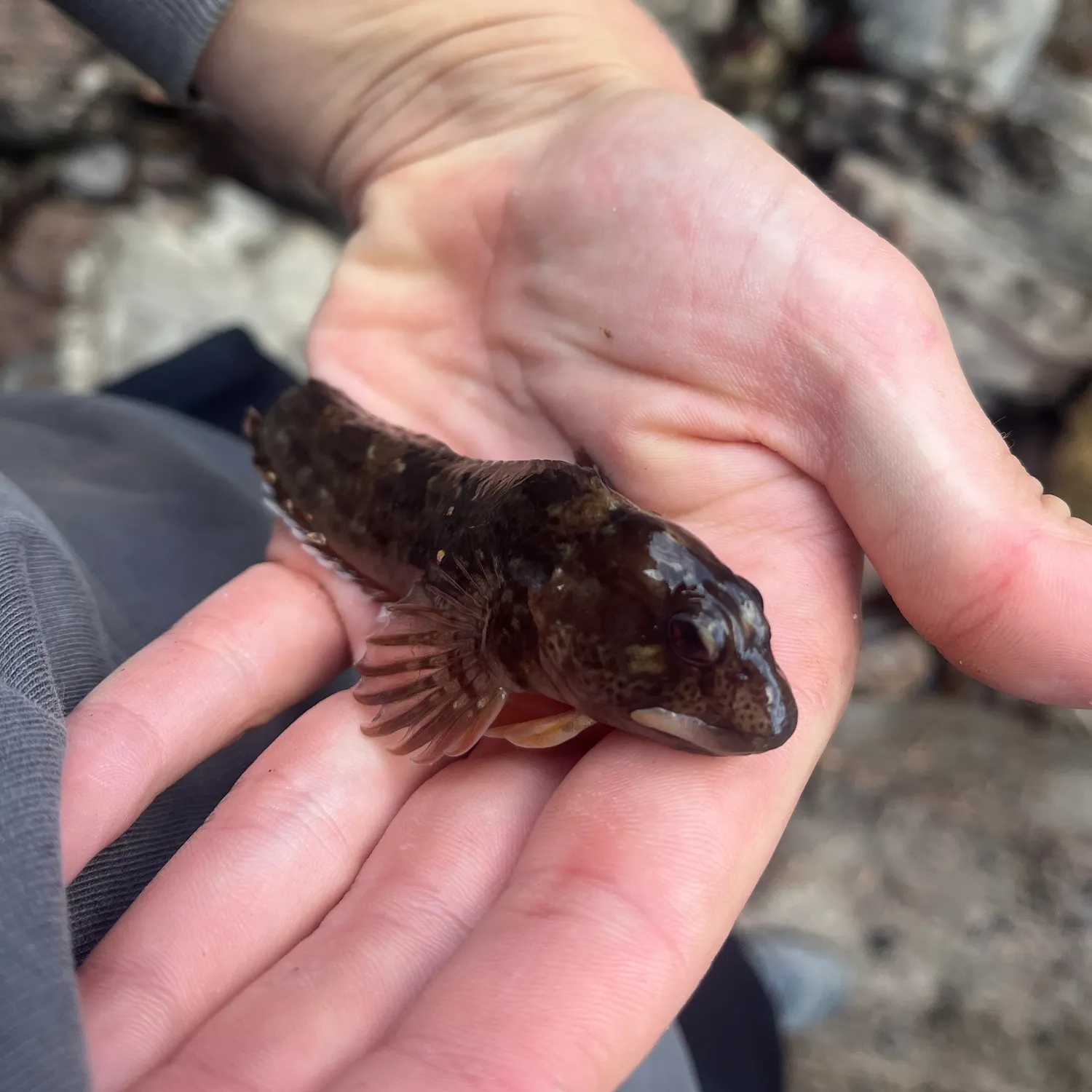 The most recent Shanny catches on Fishbrain