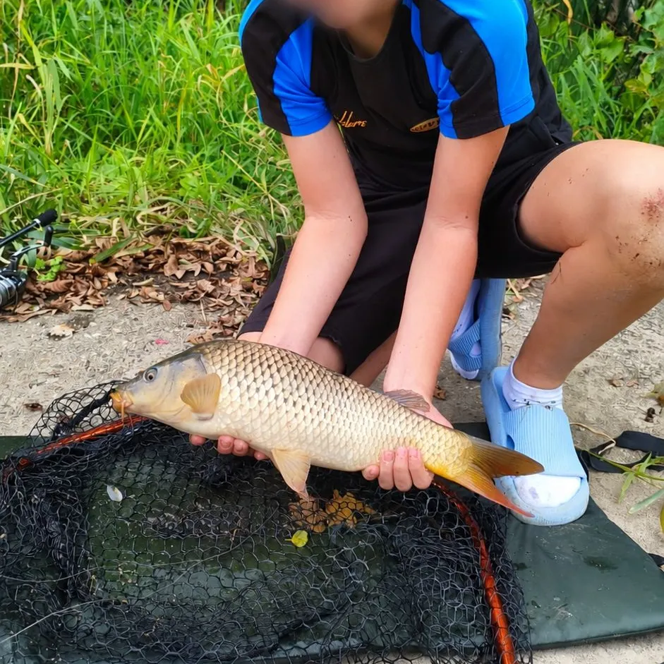 Common carp caught on Fishbrain