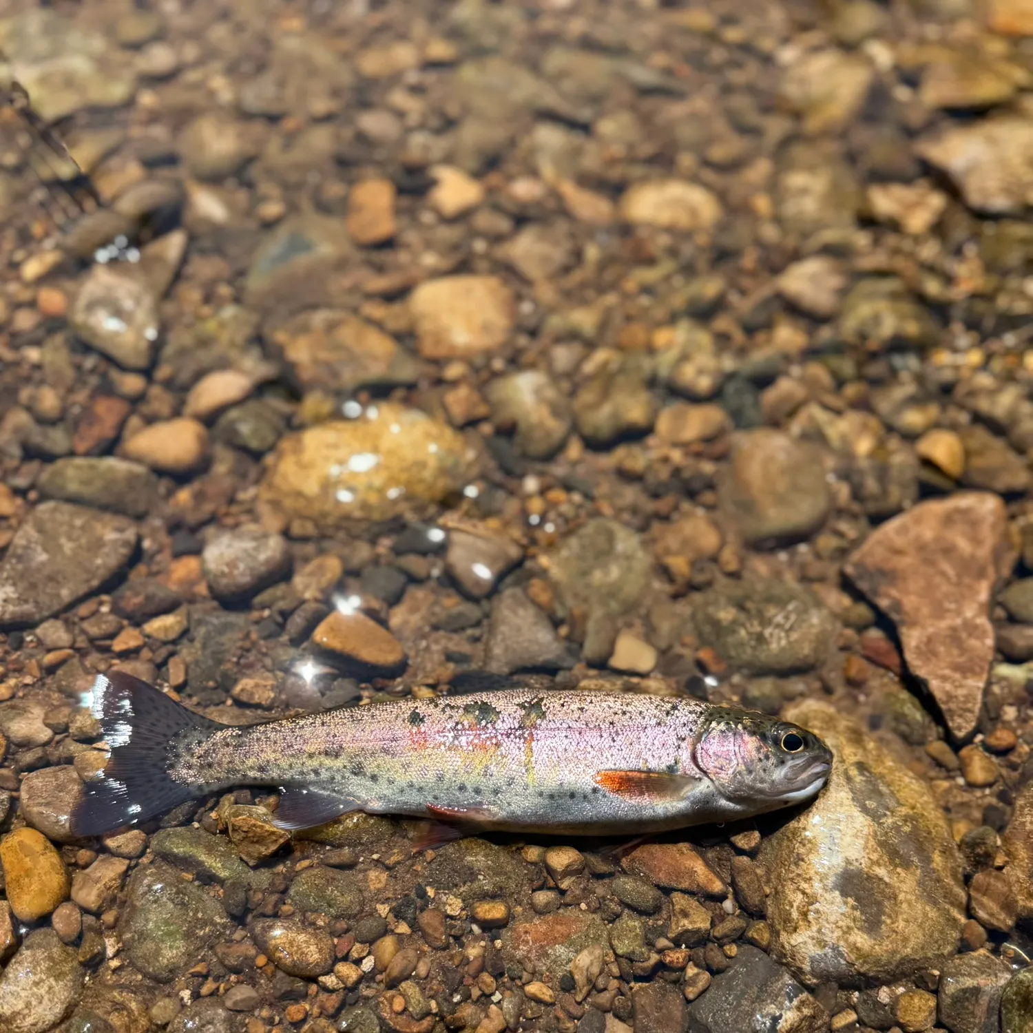 The most recent Kamloops trout catches on Fishbrain