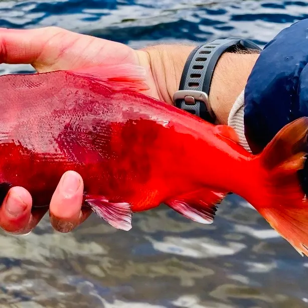Kokanee salmon caught on Fishbrain