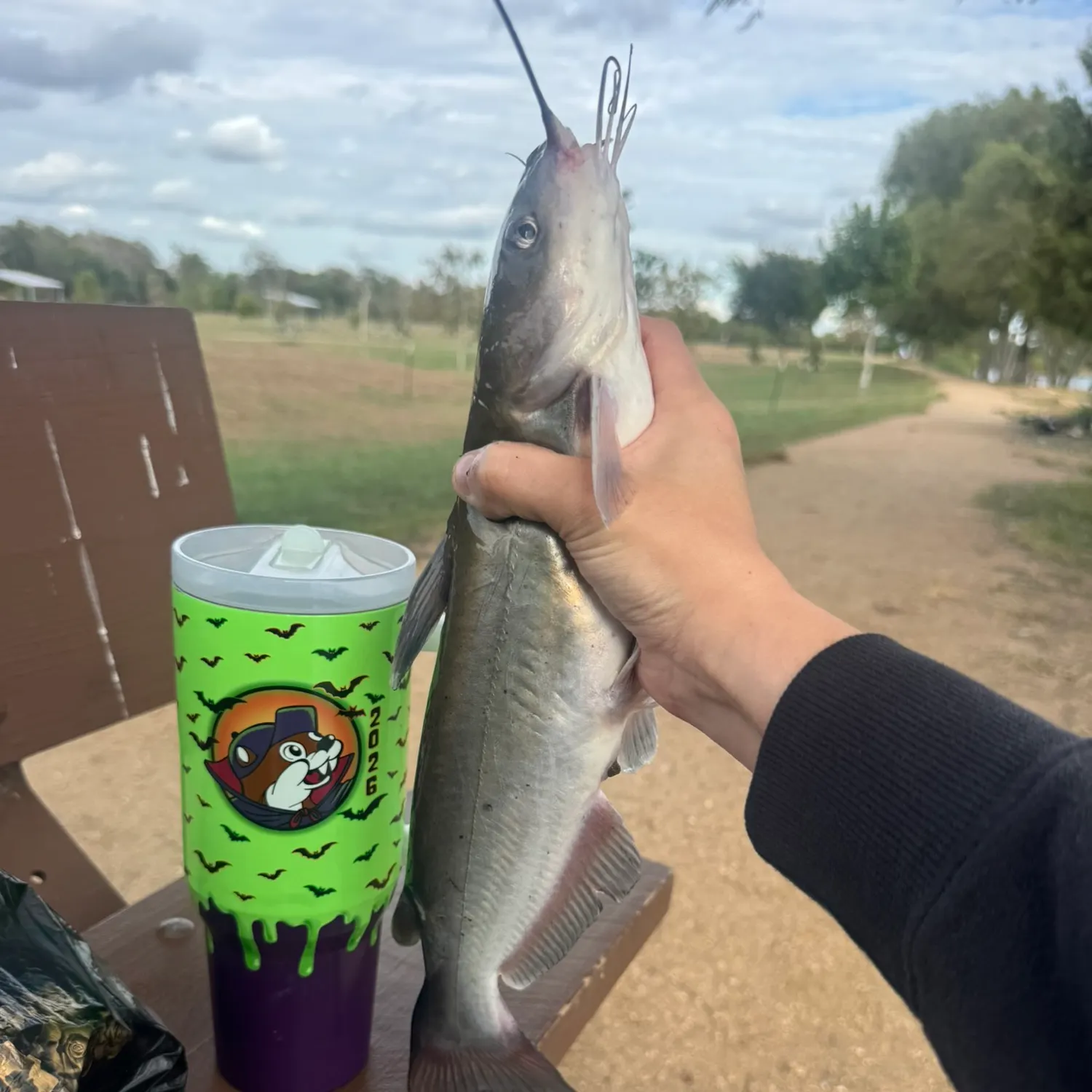 Channel catfish caught on Fishbrain