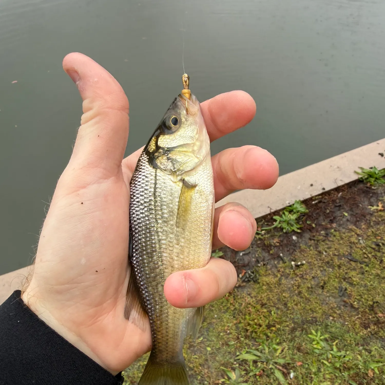 White perch caught on Fishbrain