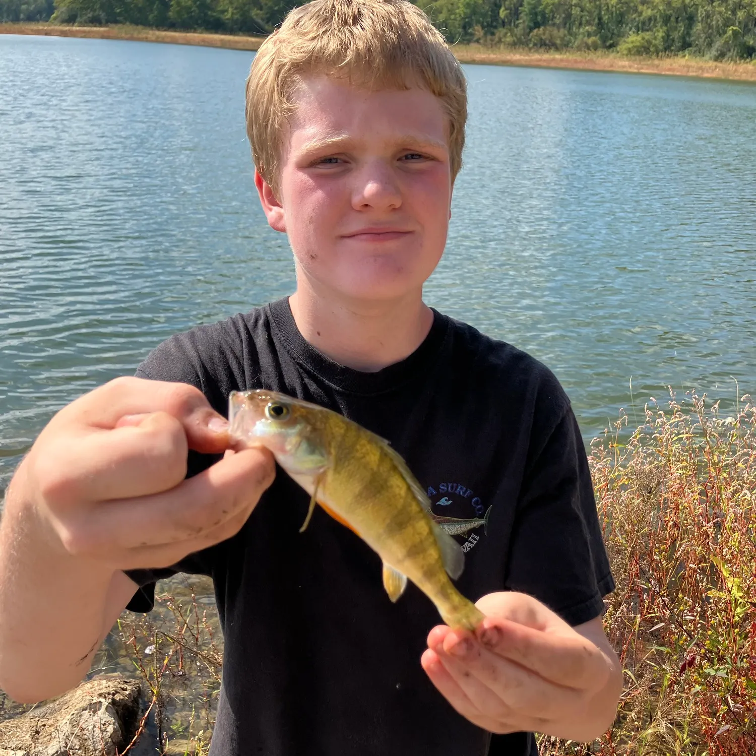 Yellow perch caught on Fishbrain