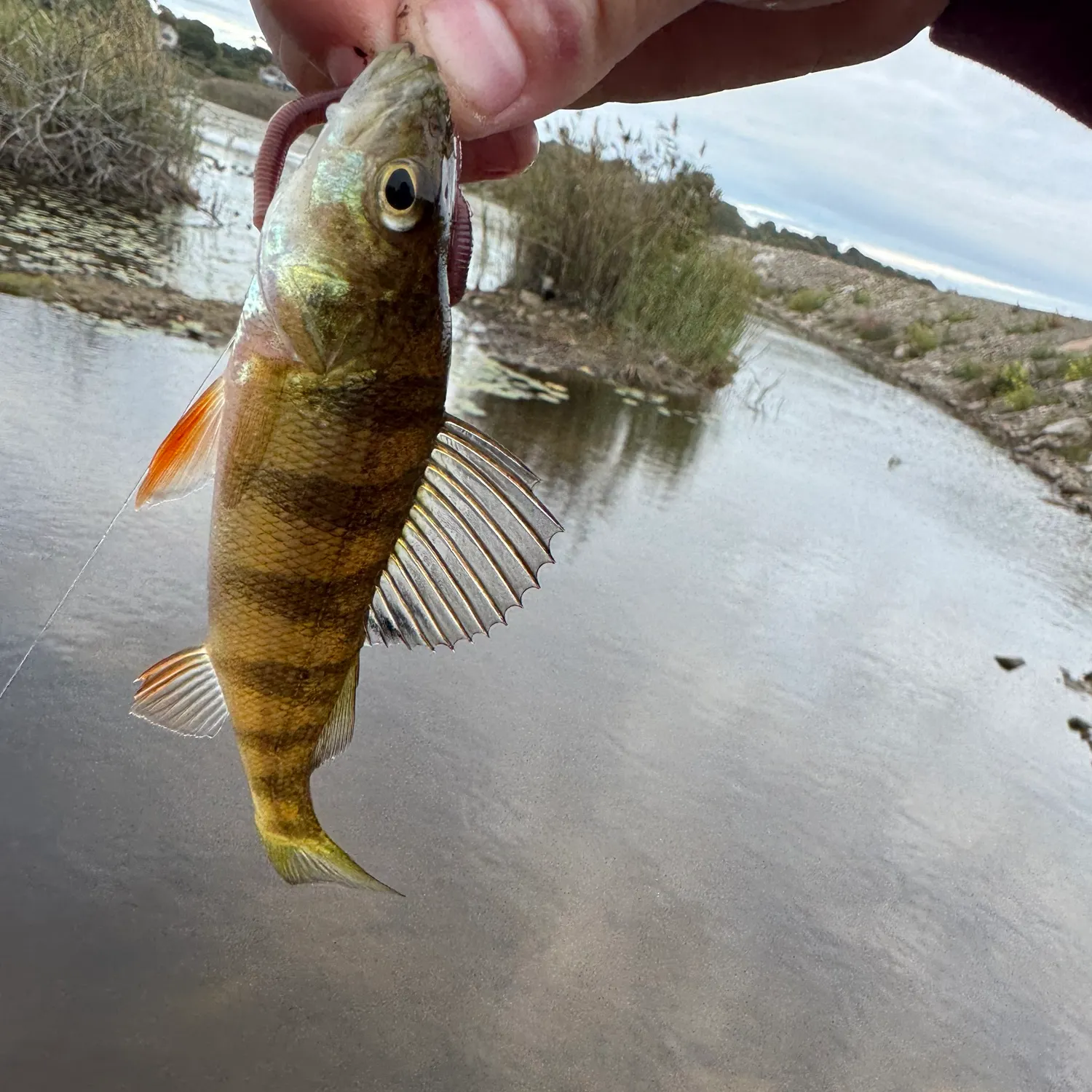 Yellow perch caught on Fishbrain