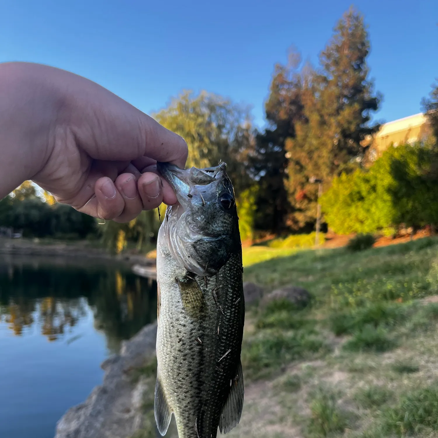The most recent Slippery dick wrasse catches on Fishbrain