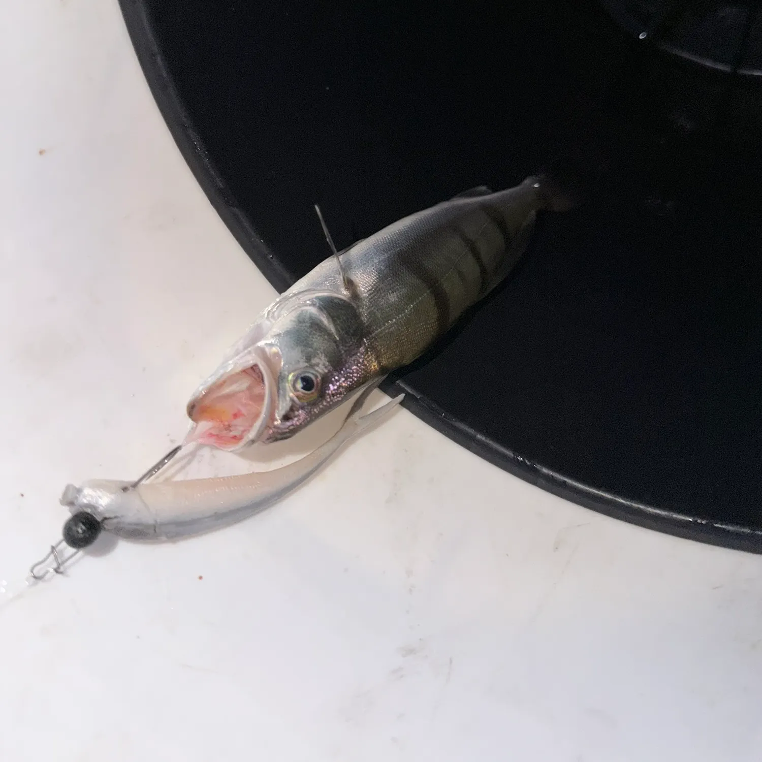 The most recent White seabass catches on Fishbrain