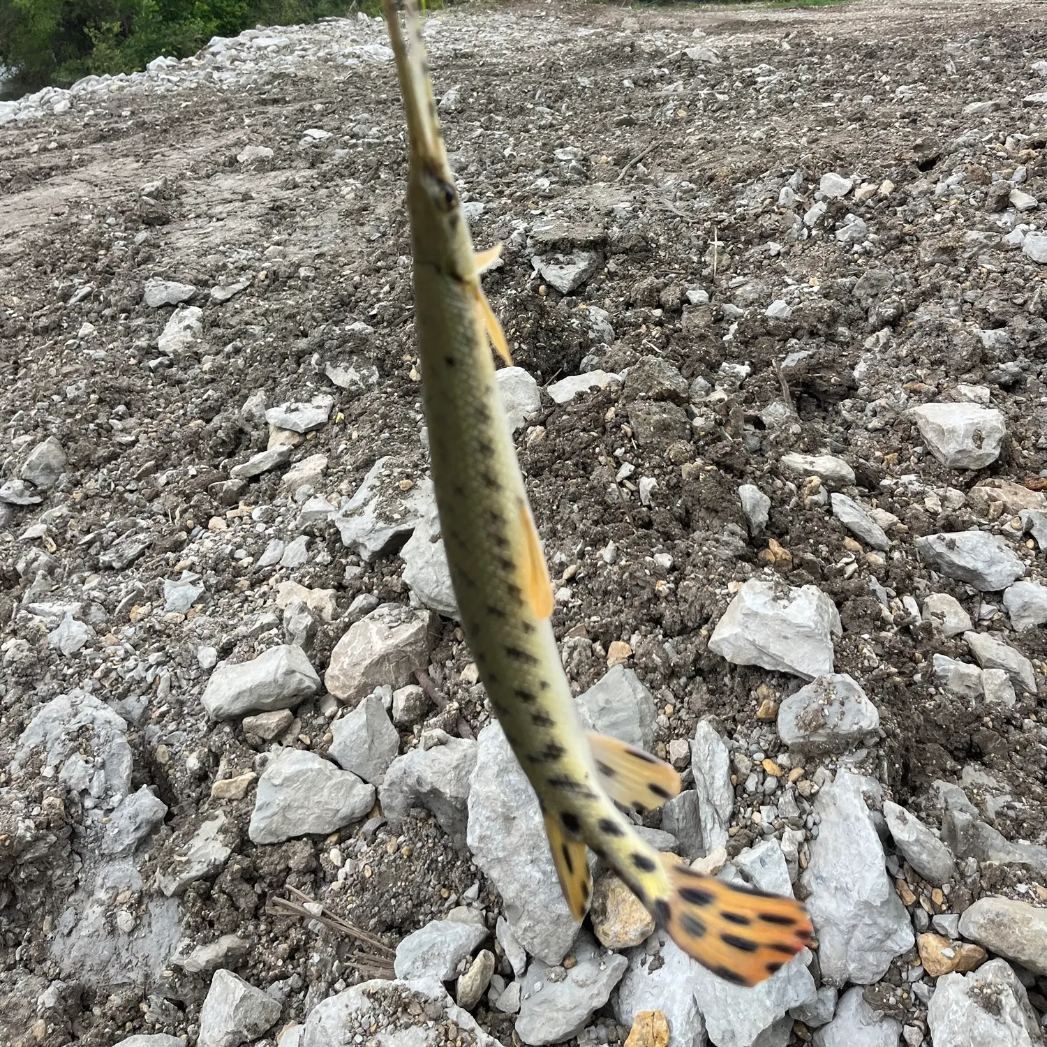 The most recent Spotted gar catches on Fishbrain