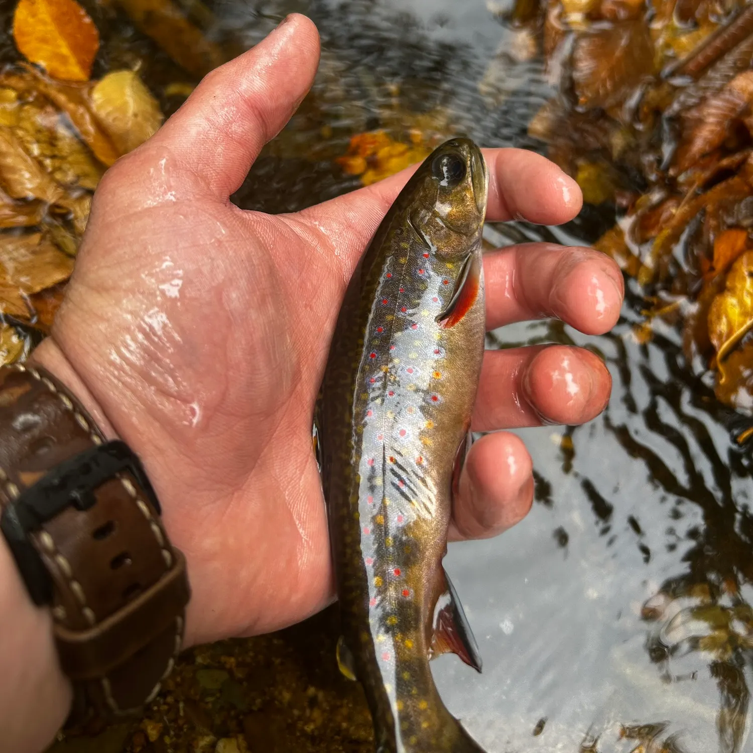 Brook trout caught on Fishbrain