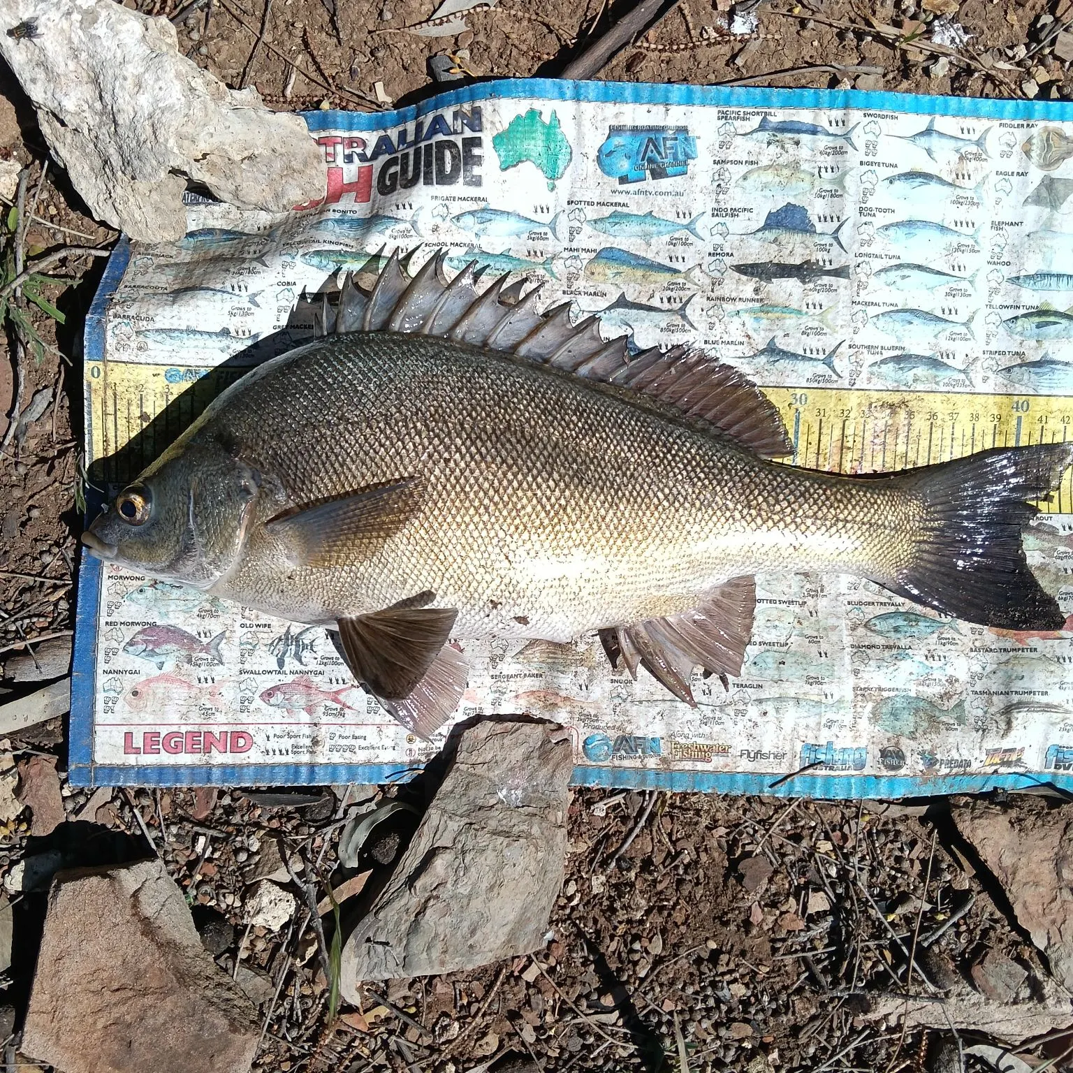 The most recent Bidyan perch catches on Fishbrain