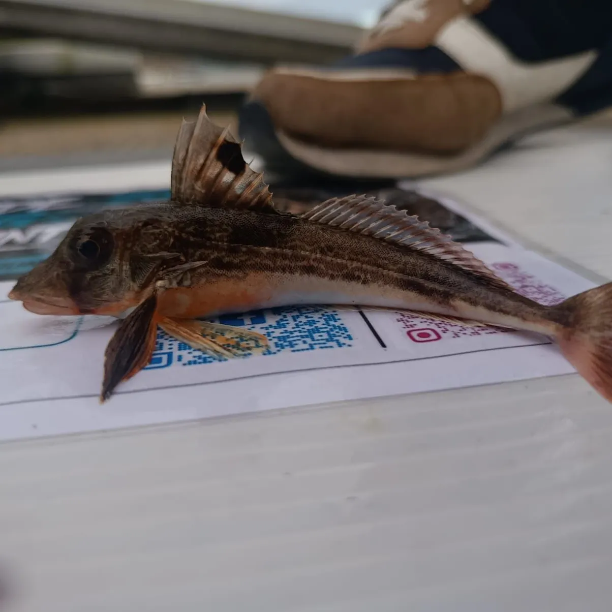 The most recent Grey gurnard catches on Fishbrain