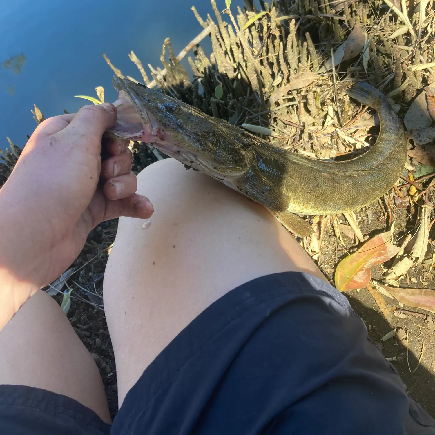 Dusky flathead caught on Fishbrain