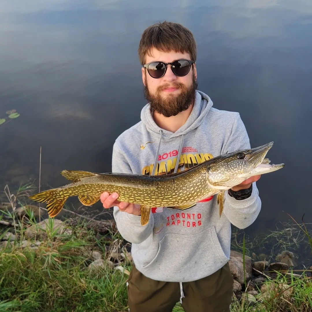 Northern pike caught on Fishbrain