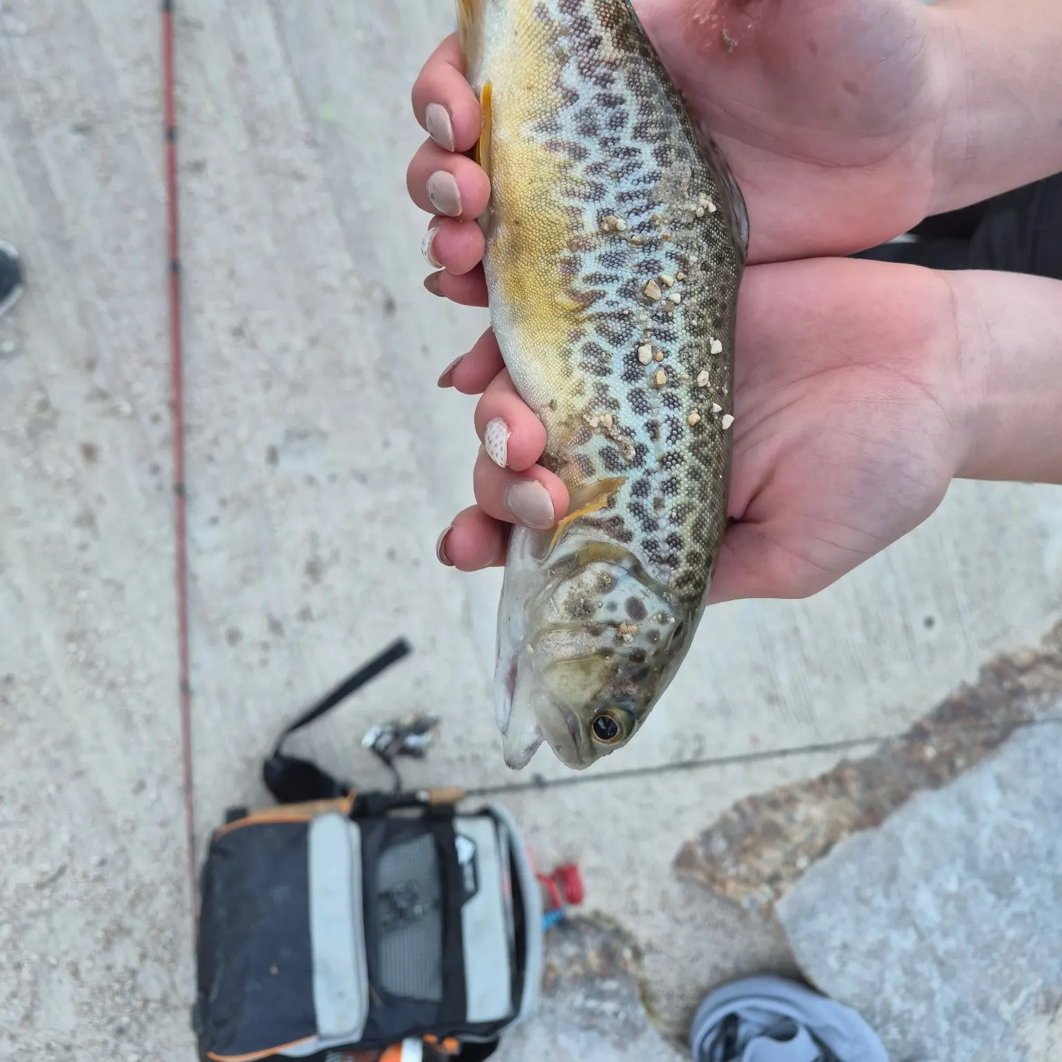 Tiger trout caught on Fishbrain