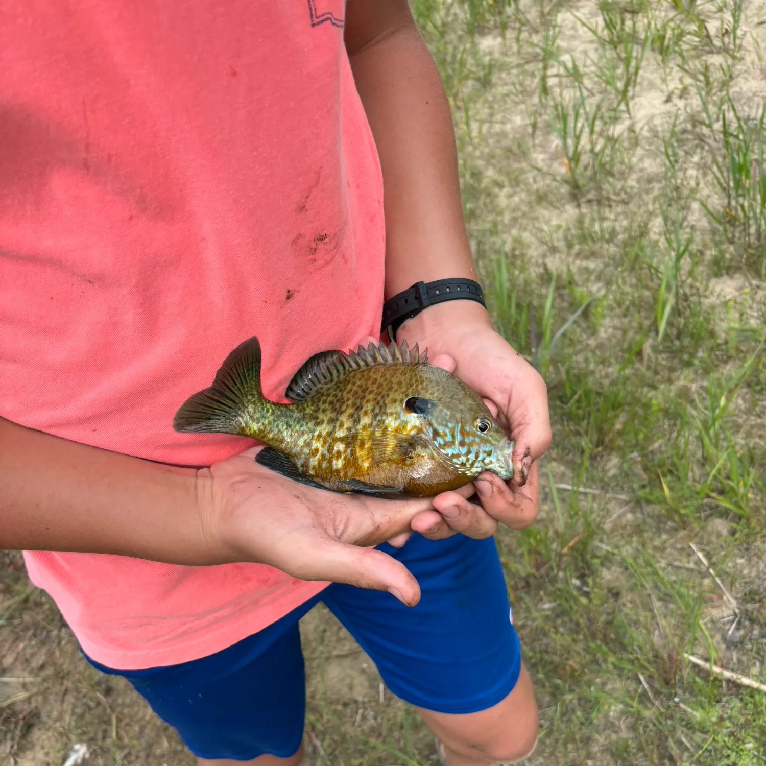 Pumpkinseed caught on Fishbrain