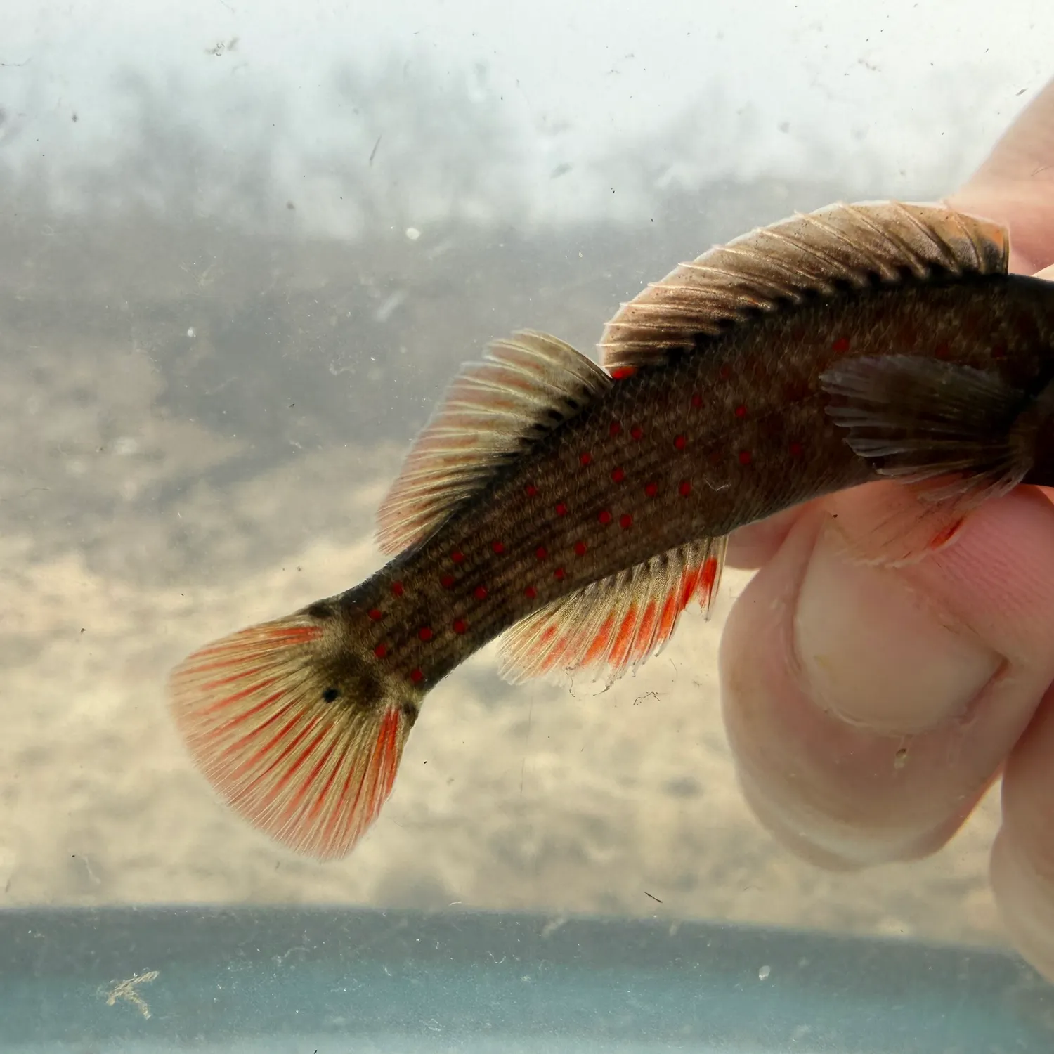 The most recent Spotted darter catches on Fishbrain