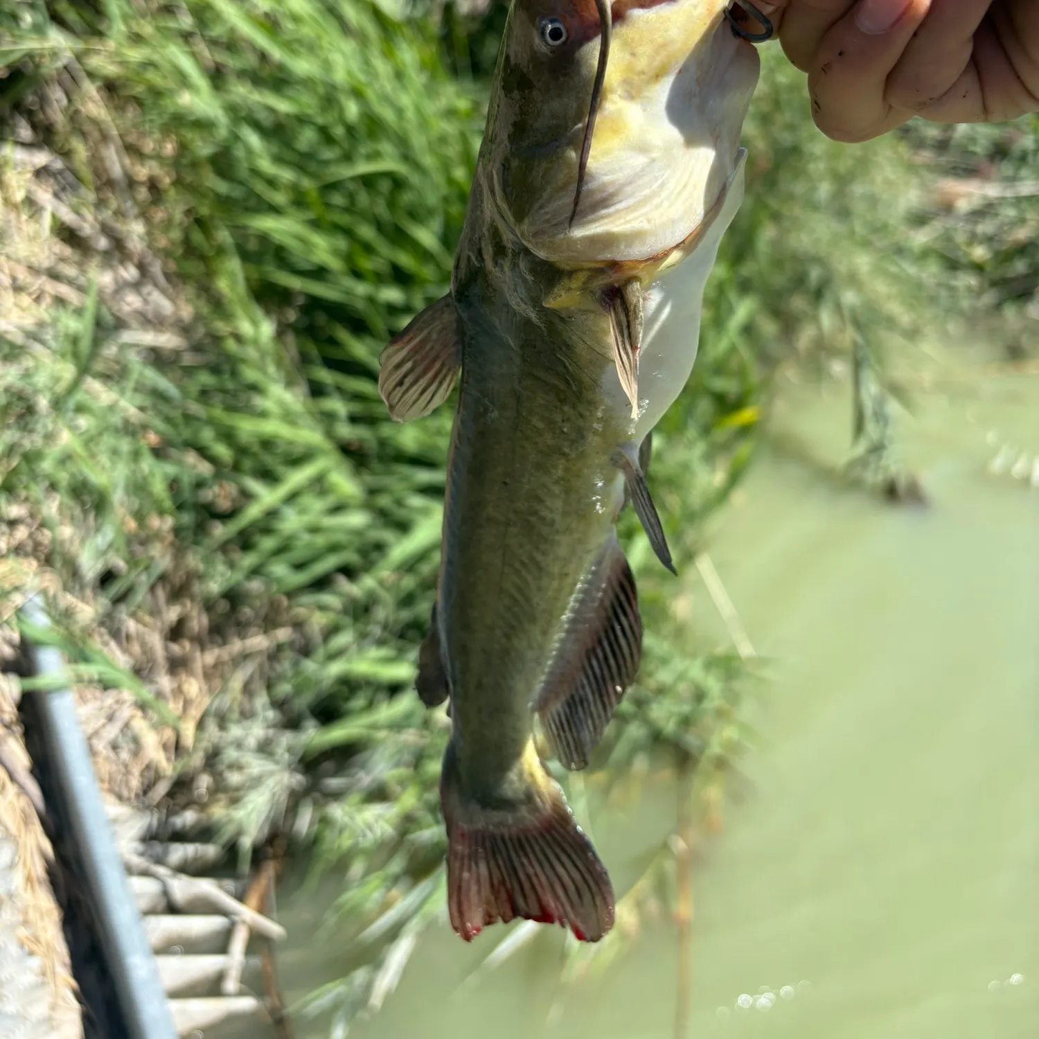 Yellow bullhead caught on Fishbrain