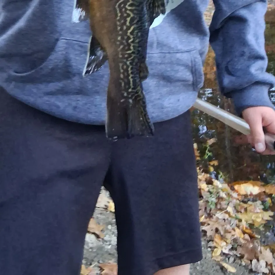 Tiger trout caught on Fishbrain