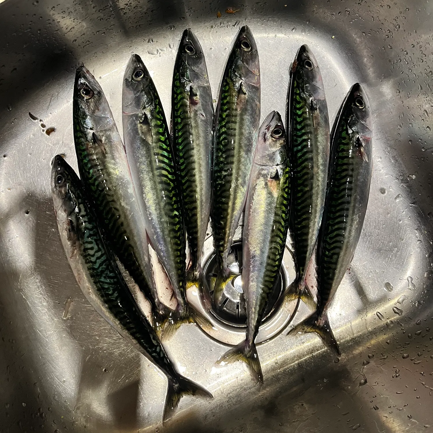 Atlantic mackerel caught on Fishbrain