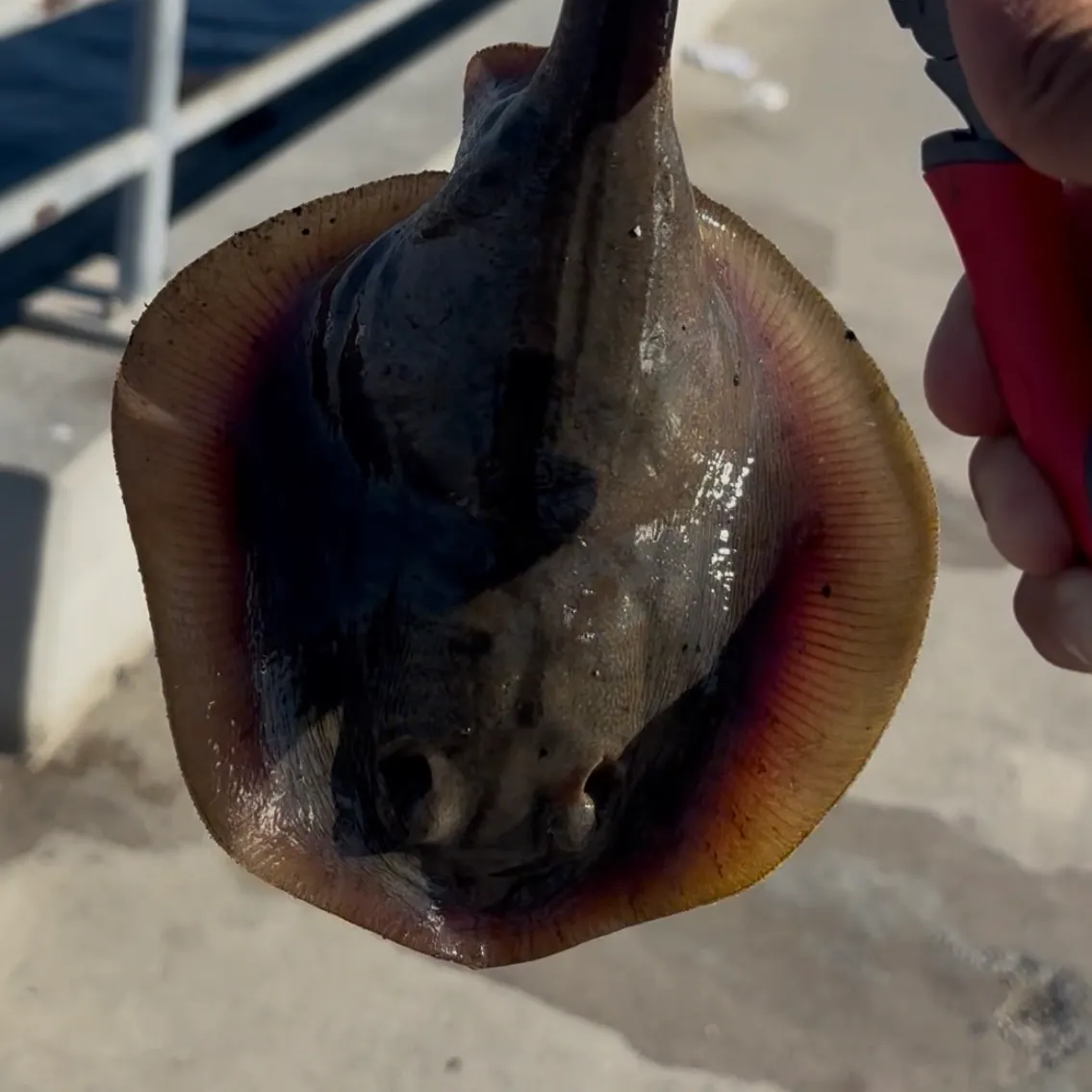 Haller's round ray caught on Fishbrain