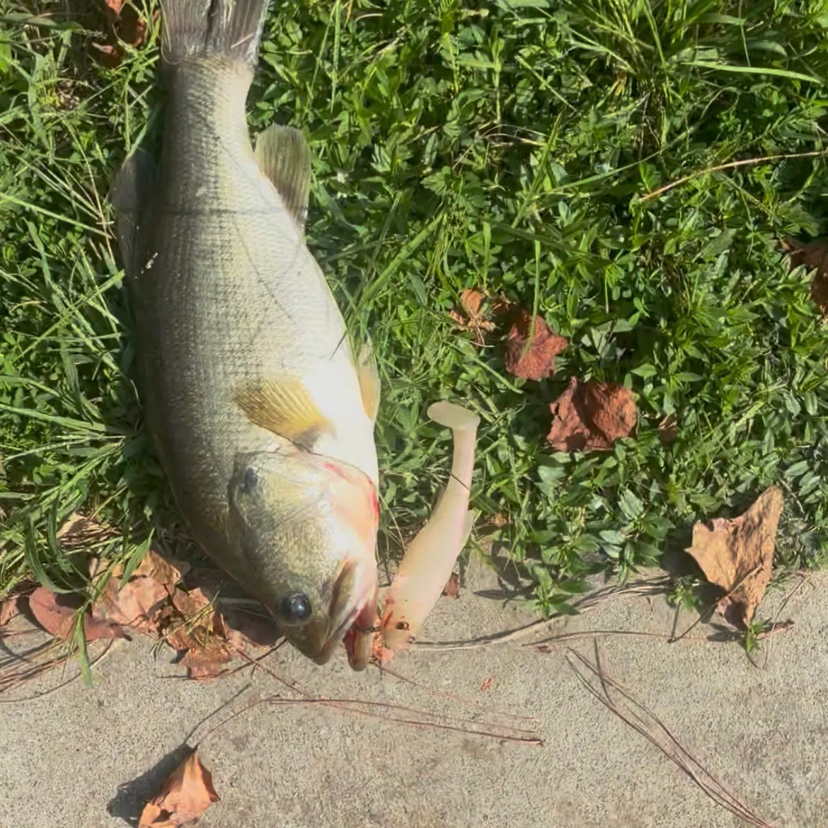 Largemouth bass caught on Fishbrain