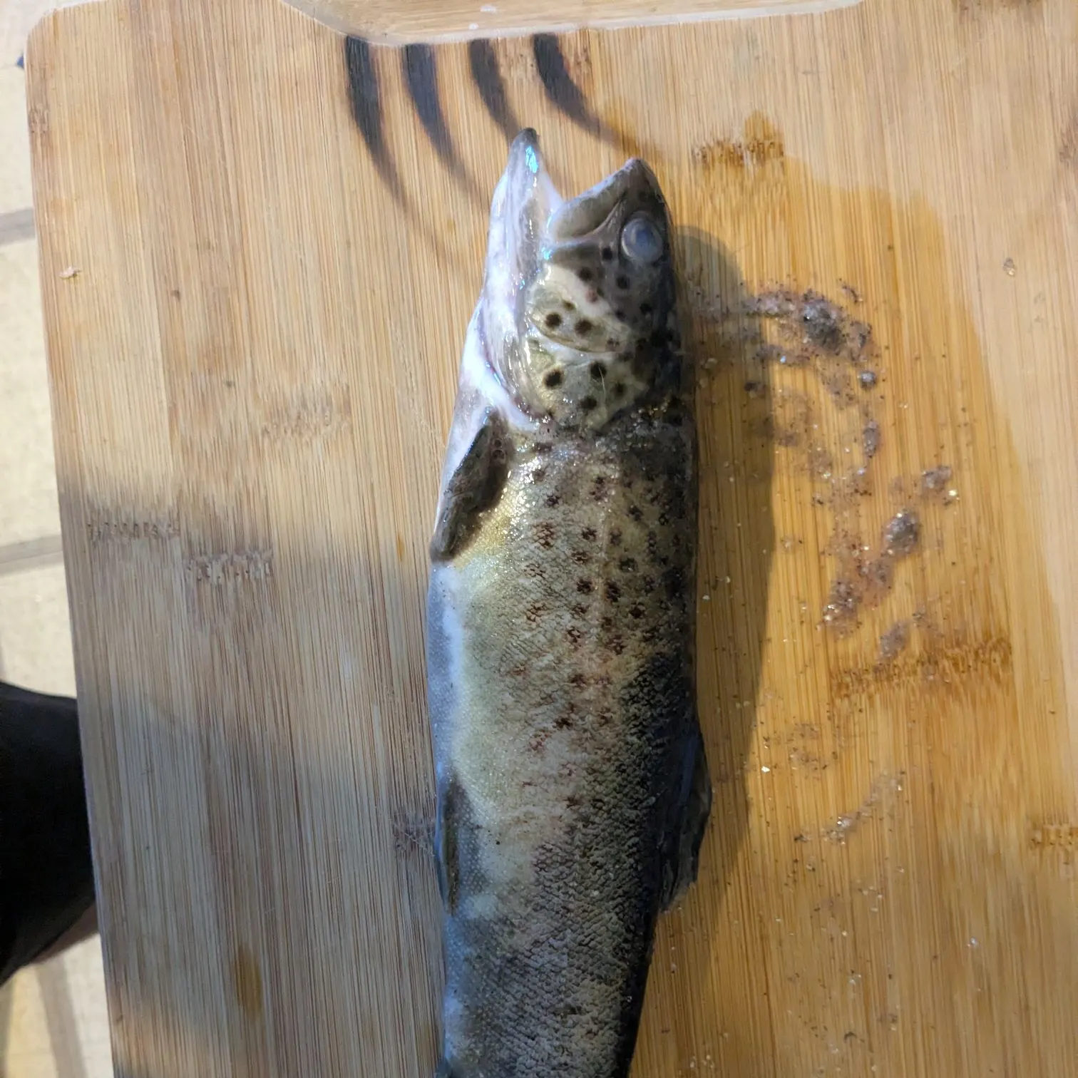 Brown trout caught on Fishbrain