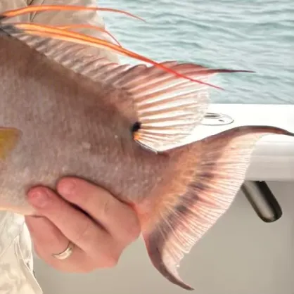 The most recent Hogfish catches on Fishbrain