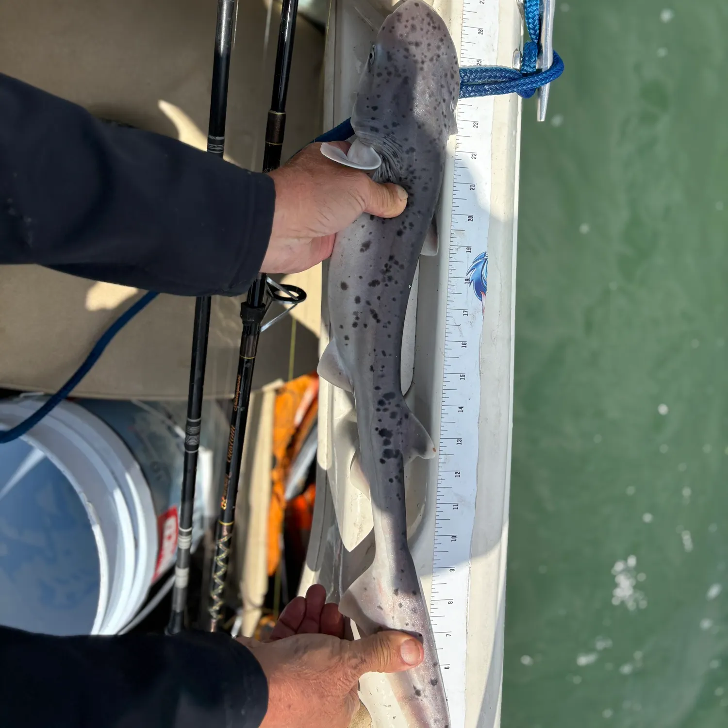 The most recent Broadnose sevengill shark catches on Fishbrain